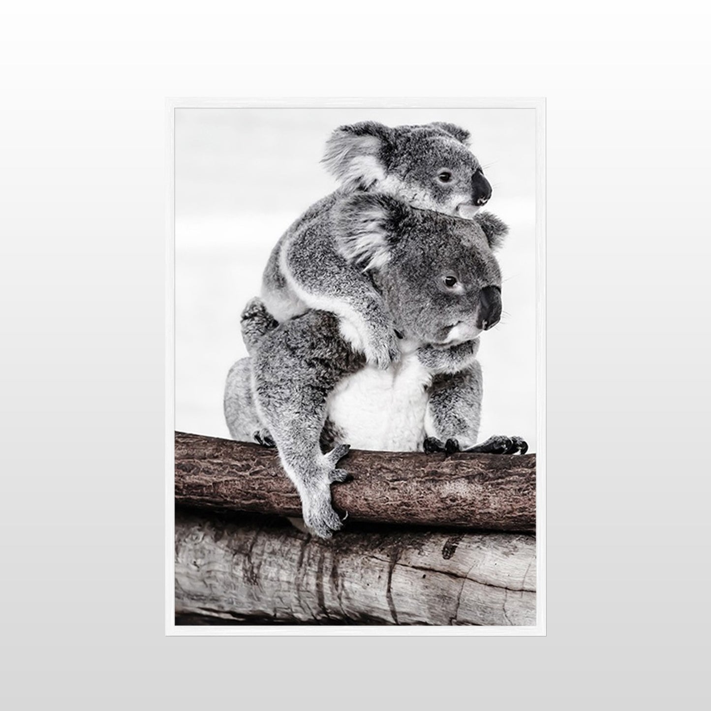 Koala Love