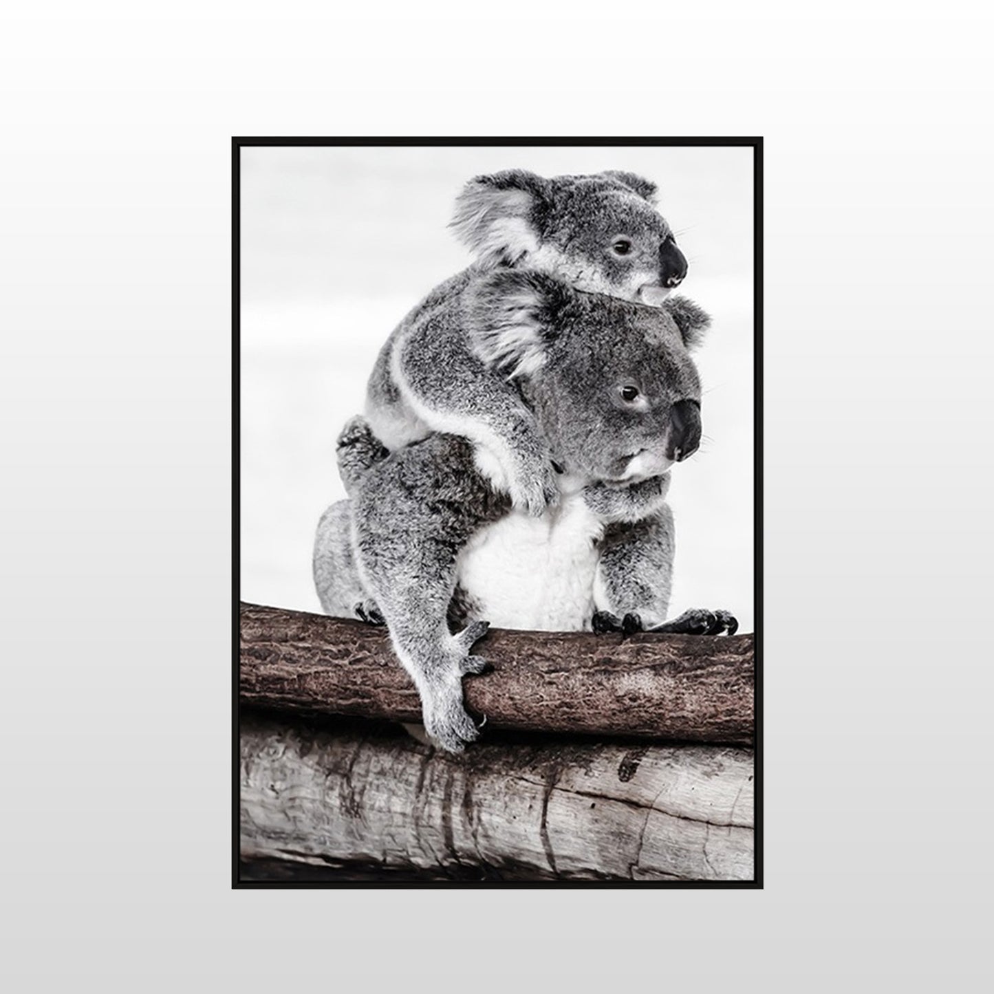 Koala Love