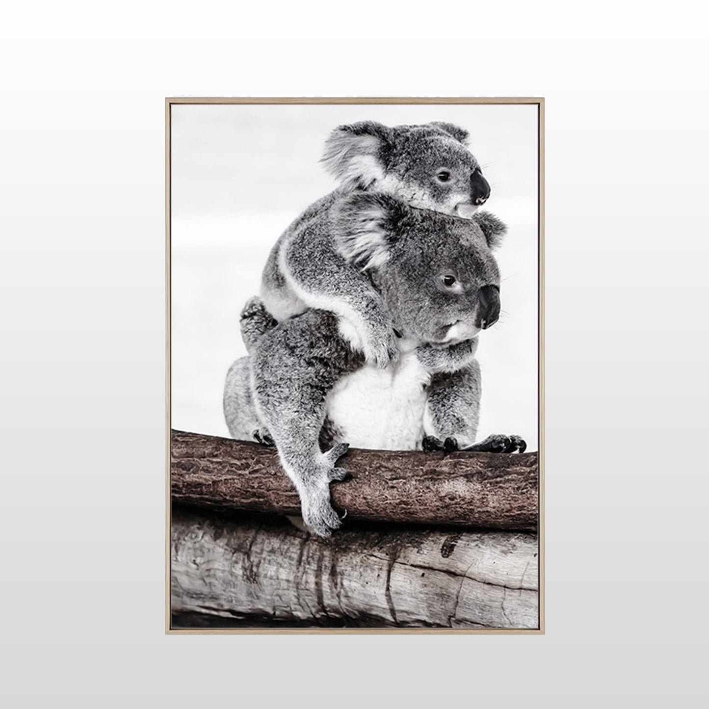 Koala Love