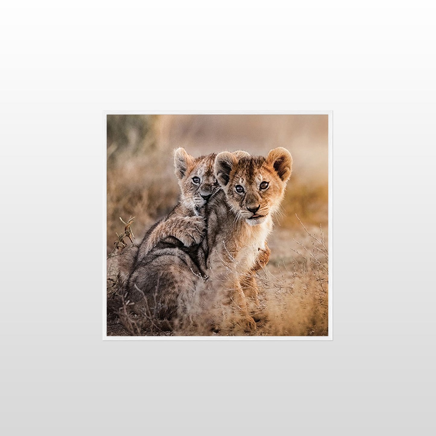 Lion Cubs