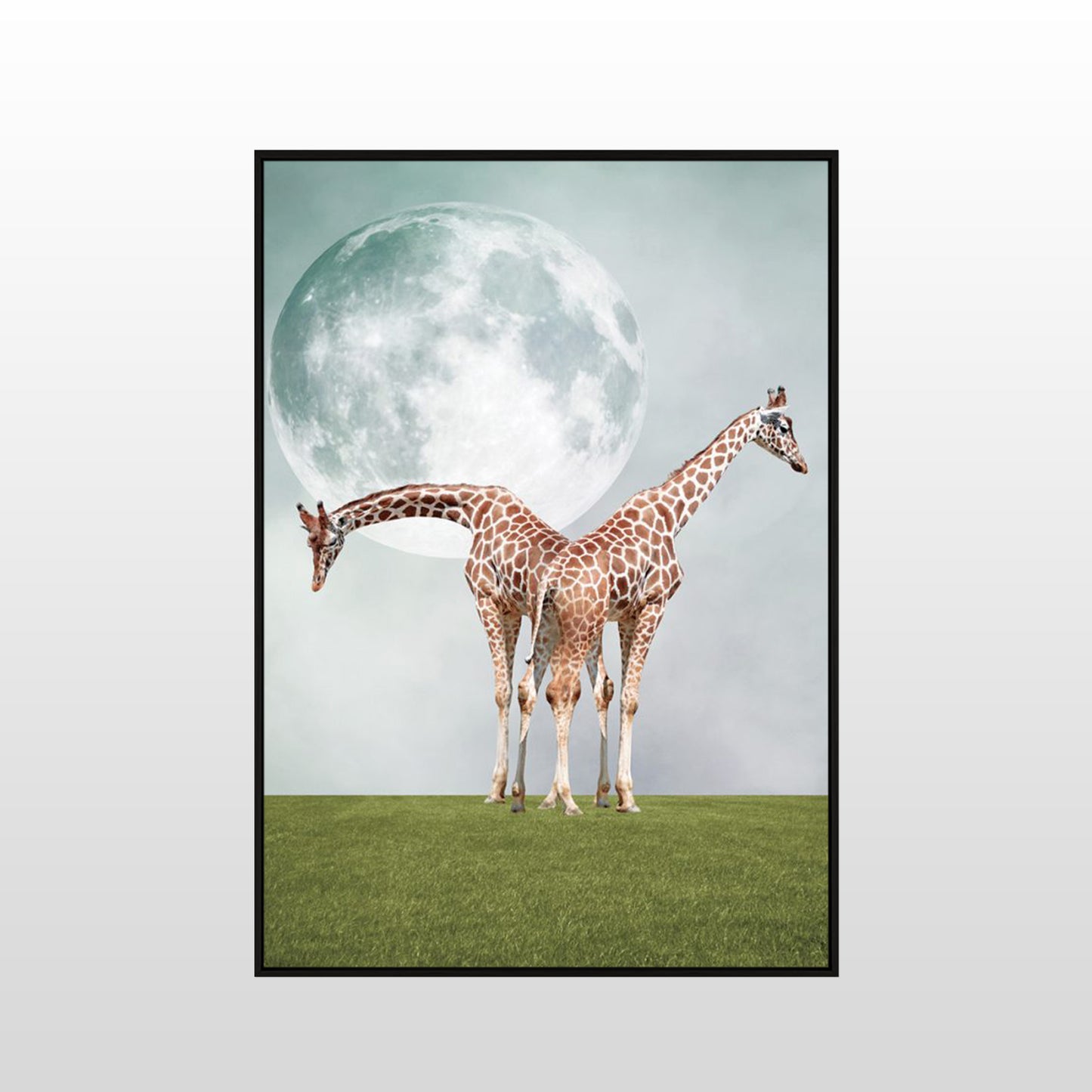 Two Giraffes