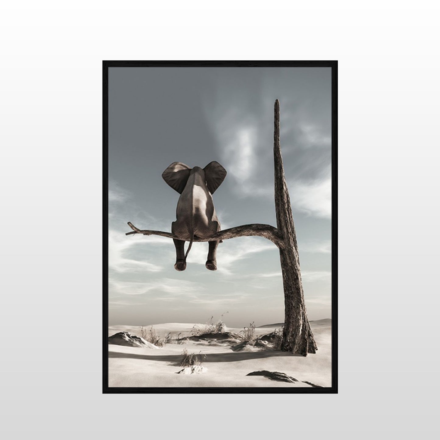Solitary Elephant