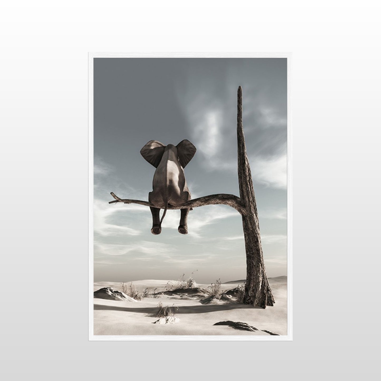 Solitary Elephant