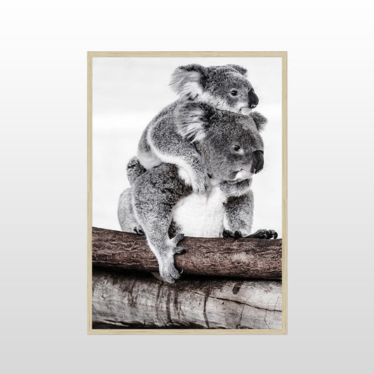 Koala Love