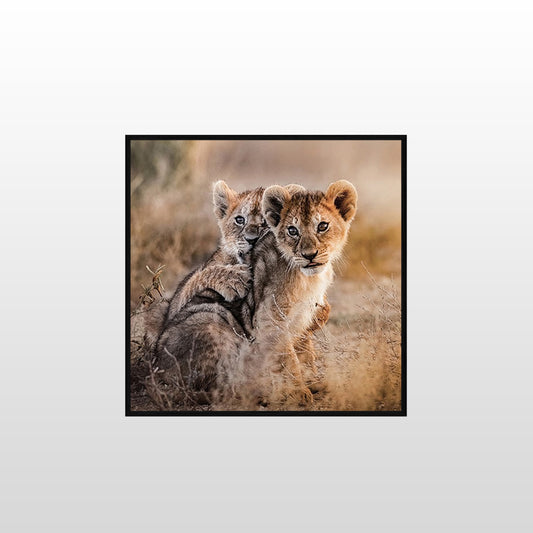 Lion Cubs