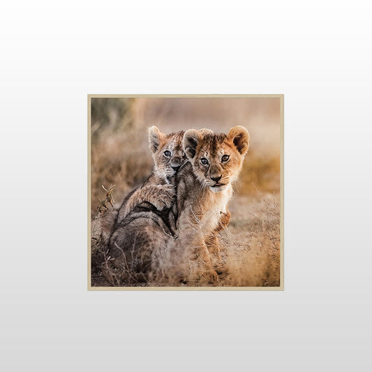 Lion Cubs