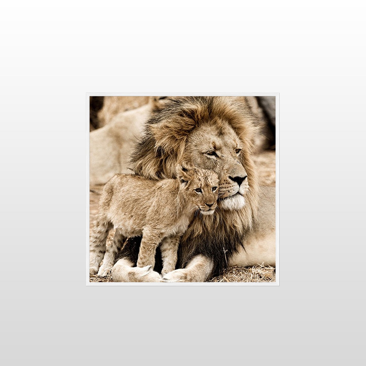 Lion Love