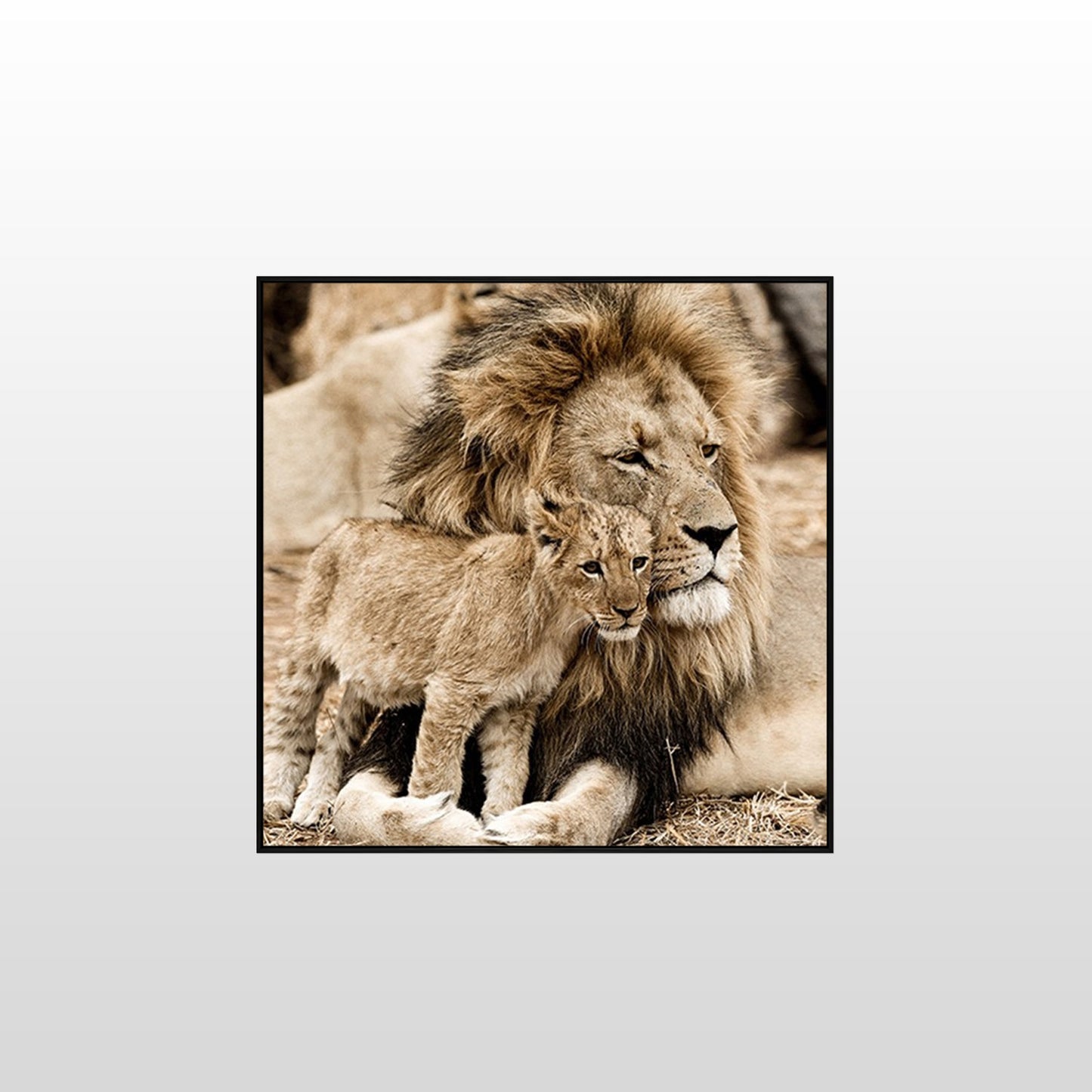 Lion Love