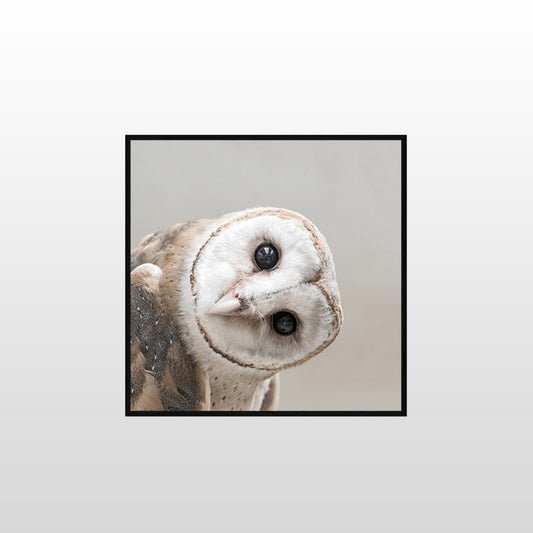 Owl Tilt