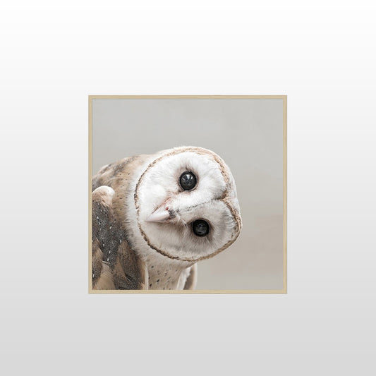Owl Tilt